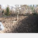 Garden Art - Zakładanie i pielęgnowanie ogrodów, Projektowanie i urządzanie terenów zieleni.