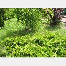 Garden Art - Zakładanie i pielęgnowanie ogrodów, Projektowanie i urządzanie terenów zieleni.