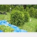 Garden Art - Zakładanie i pielęgnowanie ogrodów, Projektowanie i urządzanie terenów zieleni.