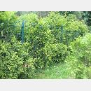 Garden Art - Zakładanie i pielęgnowanie ogrodów, Projektowanie i urządzanie terenów zieleni.