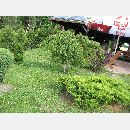 Garden Art - Zakładanie i pielęgnowanie ogrodów, Projektowanie i urządzanie terenów zieleni.