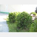 Garden Art - Zakładanie i pielęgnowanie ogrodów, Projektowanie i urządzanie terenów zieleni.
